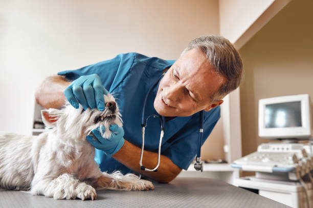 Best Emergency Treatment for Dental Infections or Abscesses in Lanark, IL